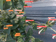 采摘速度仅需约3秒？